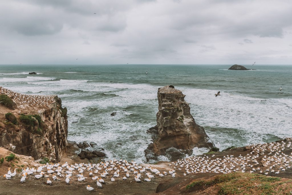 50 places to see in New Zealand, Auckland, Muriwai Beach