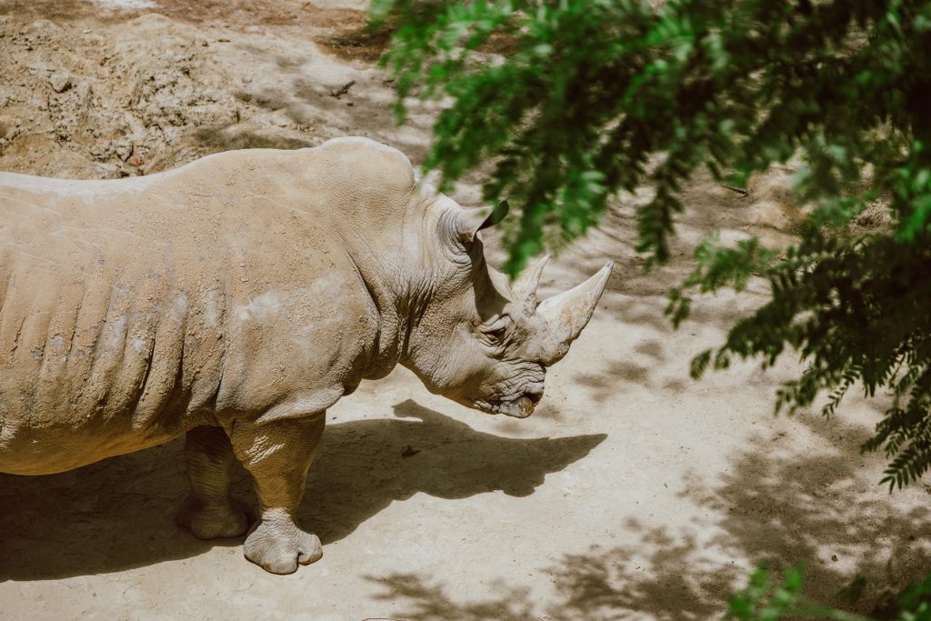 rhino, how to help rhinos, donations for rhinos, rhinos conservation project, rhinos in New Zealand, Hamilton zoo