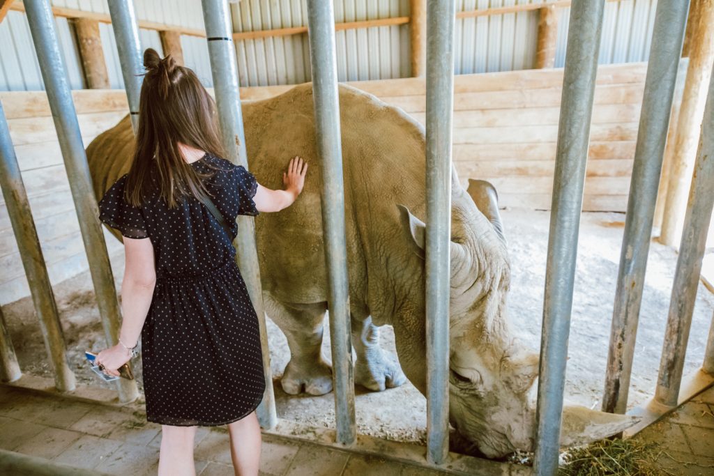 rhino, how to help rhinos, donations for rhinos, rhinos conservation project, rhinos in New Zealand, Hamilton zoo