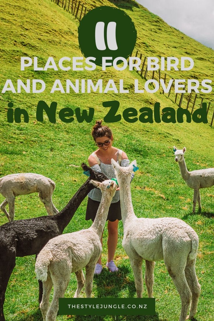 New Zealand is a land of birds and farm animals that live freely and happily. This New Zealand itinerary uncovers all the best spots in New Zealand for bird watching and meeting animals. From gannets on the North Island of New Zealand to seals on the South Island of New Zealand, here are all the best things to do in New Zealand if you enjoy being outdoors and admire wild life. Travel New Zealand and create memories with locals! New Zealand | New Zealand guide | things to do in New Zealand 