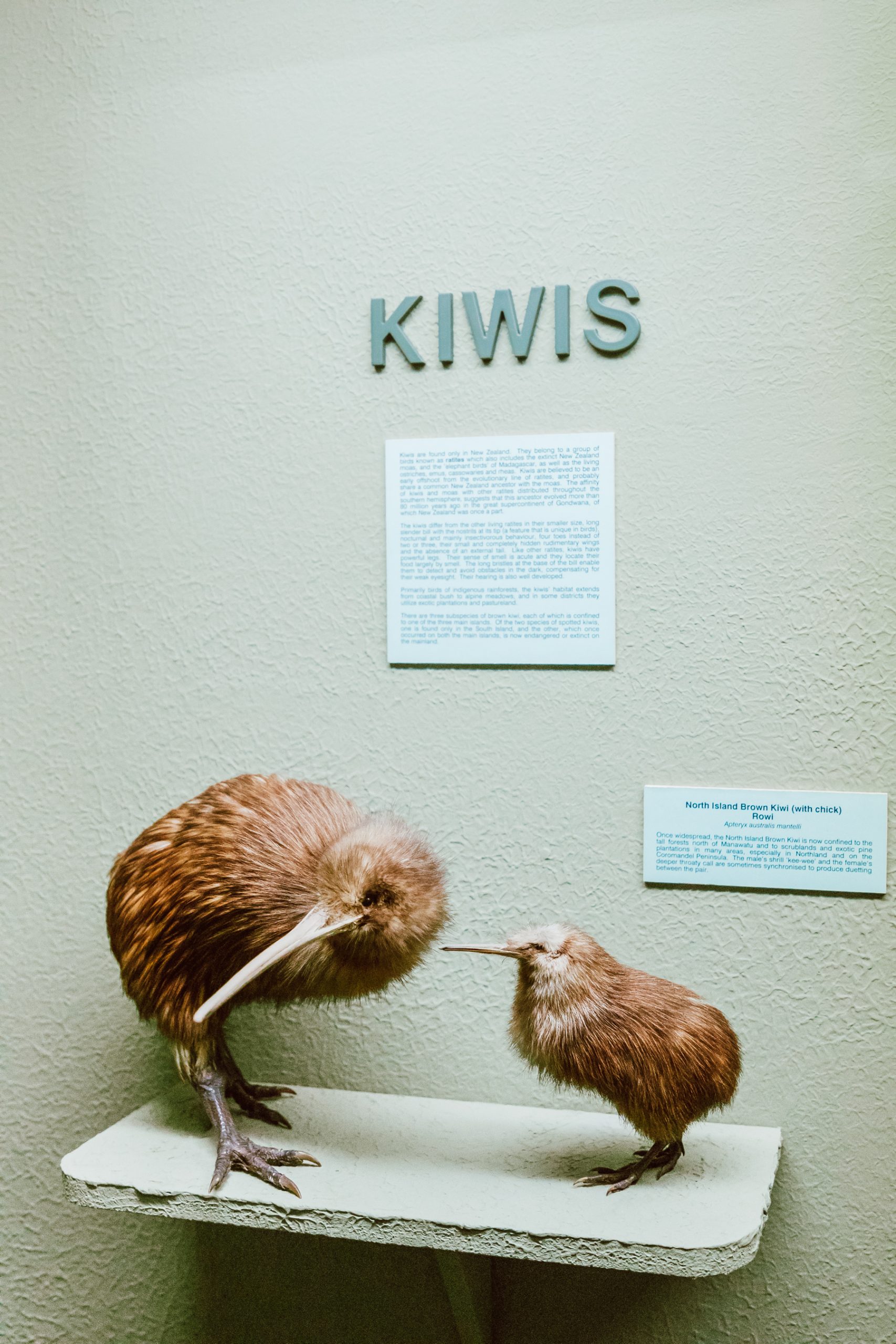 Canterbury Museum