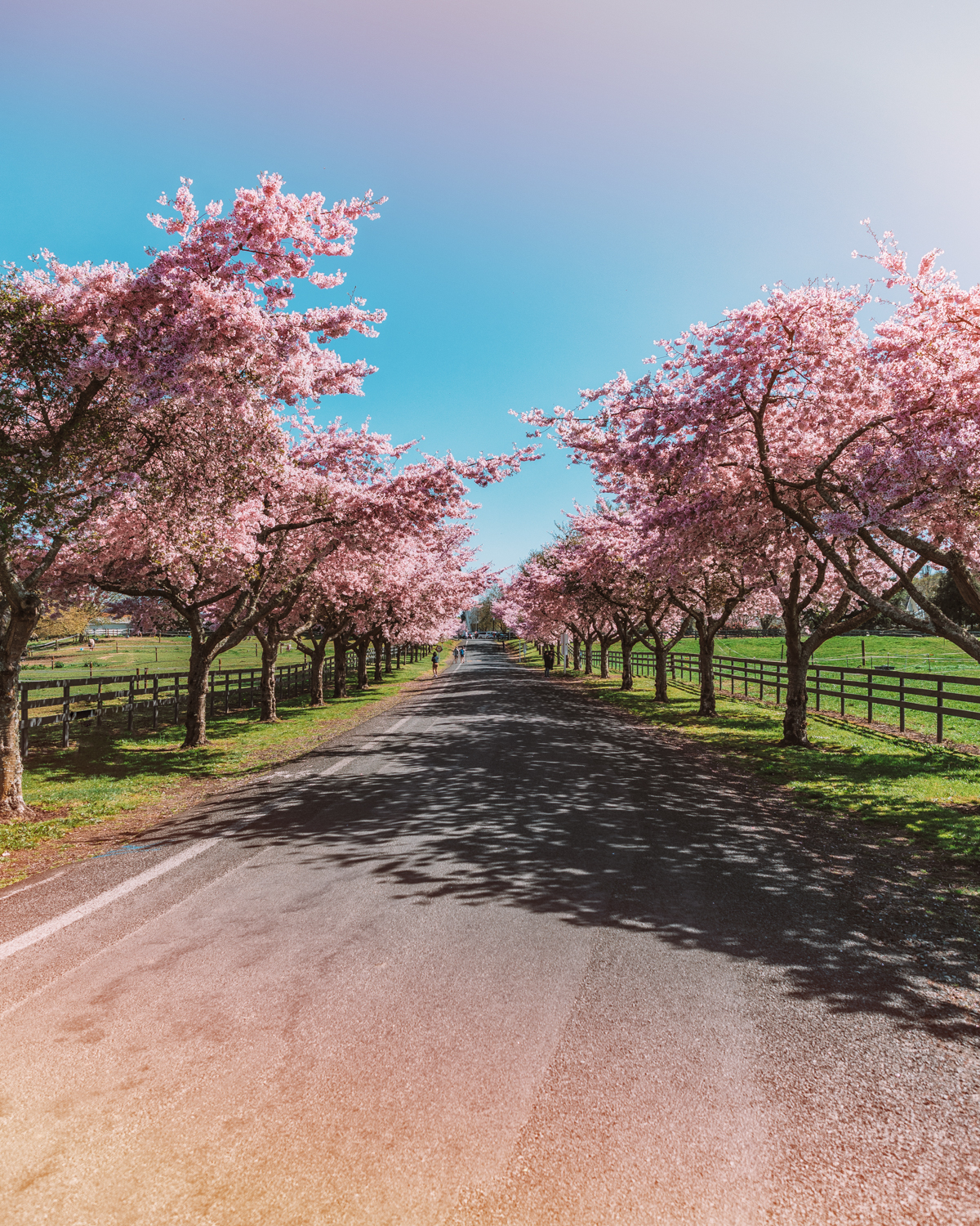 thestylejungle-New-Zealand-Waikato-Cherry-Tree-Festival-Cambridge-2018-travel-blog