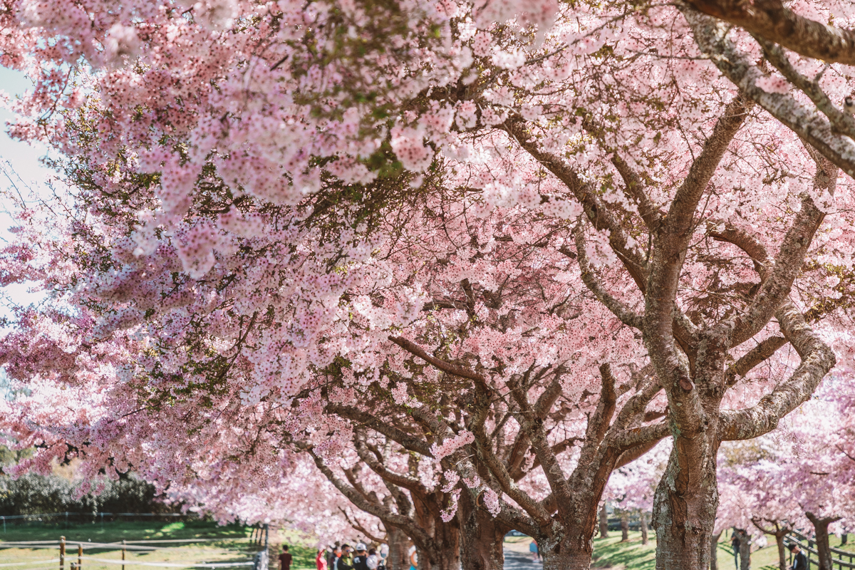 thestylejungle-New-Zealand-Waikato-Cherry-Tree-Festival-Cambridge-2018-travel-blog