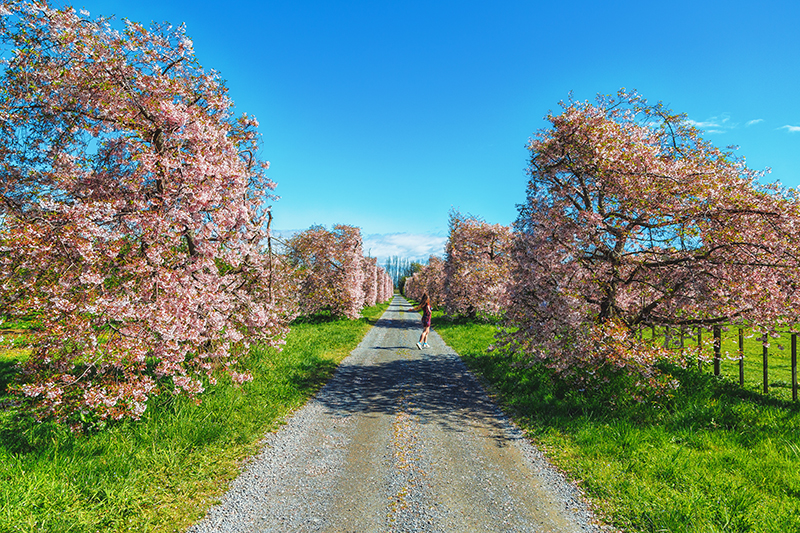 thestylejungle-New-Zealand-Cherry-Tree-Festival-Hawkes-Bay-2018-travel-blog