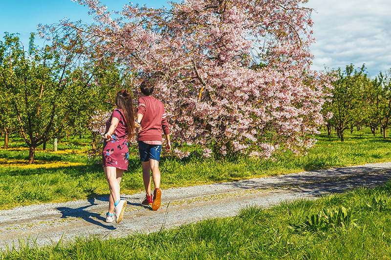 thestylejungle-New-Zealand-Cherry-Tree-Festival-Hawkes-Bay-2018-travel-blog